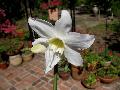 Eucharis Lily / Eucharis x grandiflora 